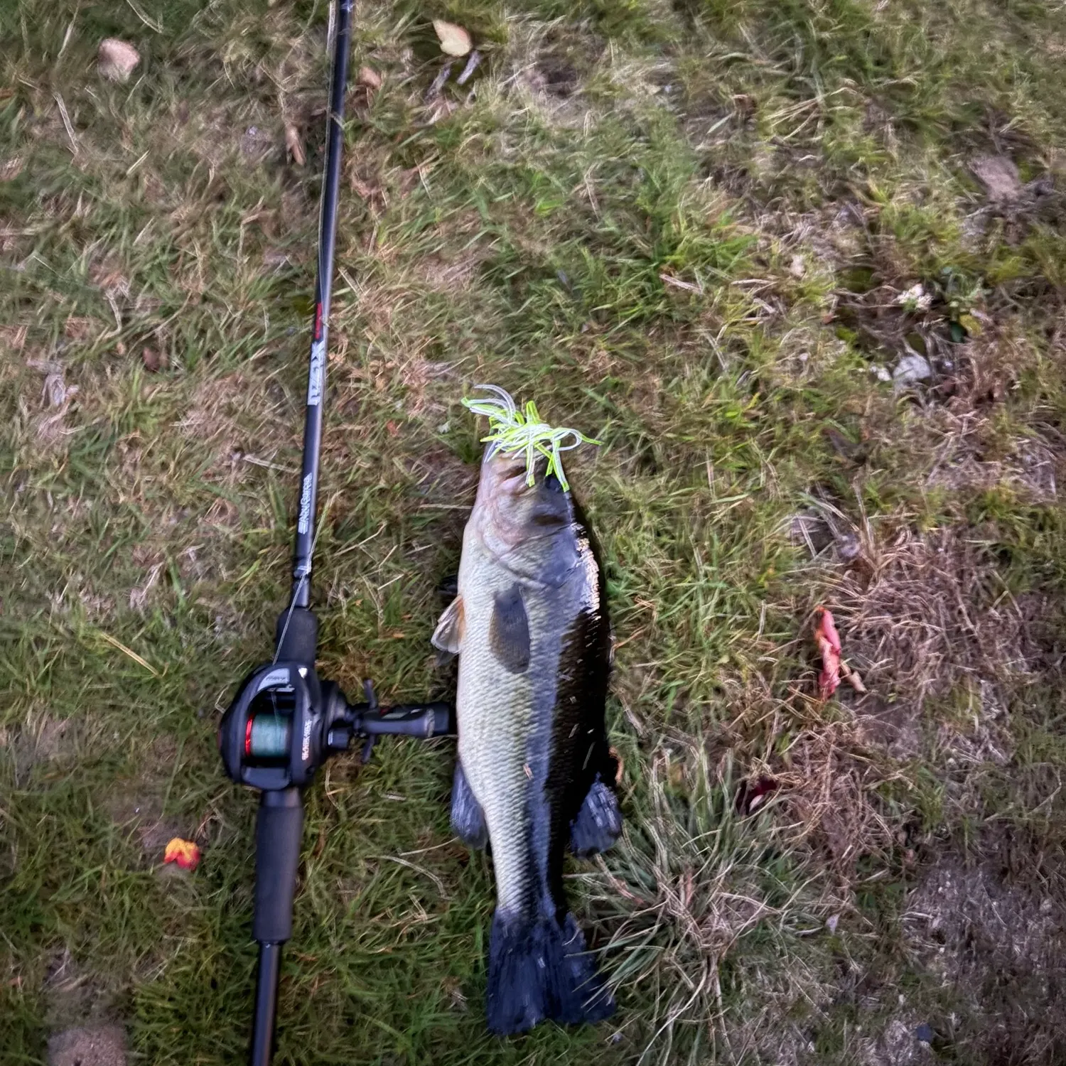 Largemouth bass caught on Fishbrain