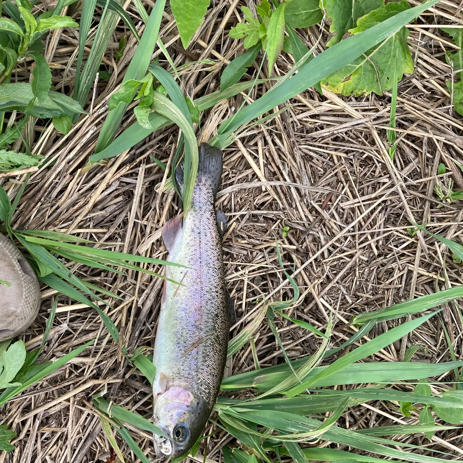 Rainbow trout caught on Fishbrain