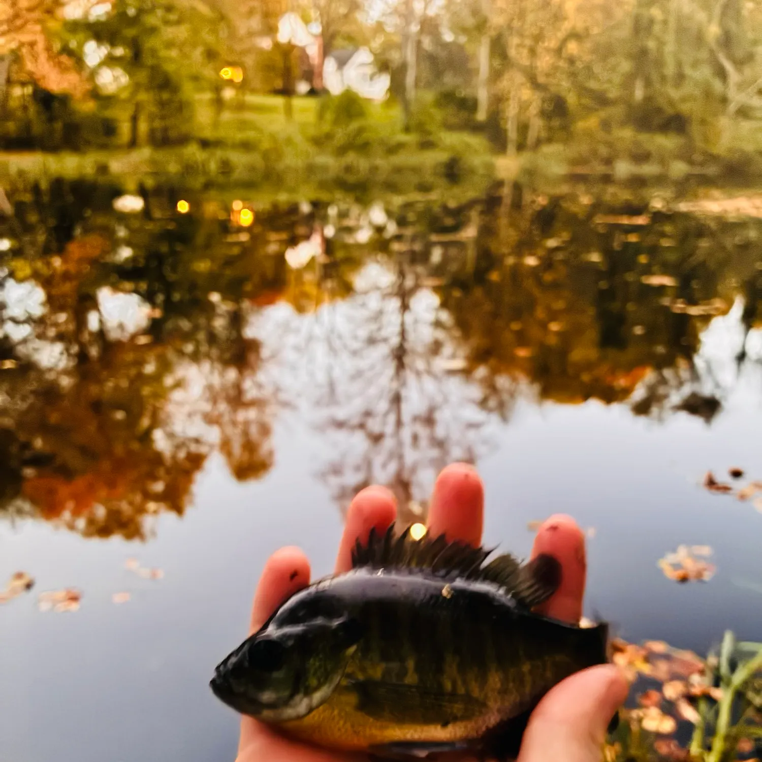 Bluegill caught on Fishbrain