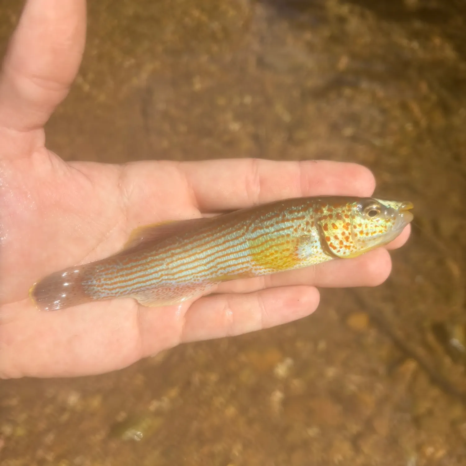 The most recent Disjunct studfish catches on Fishbrain