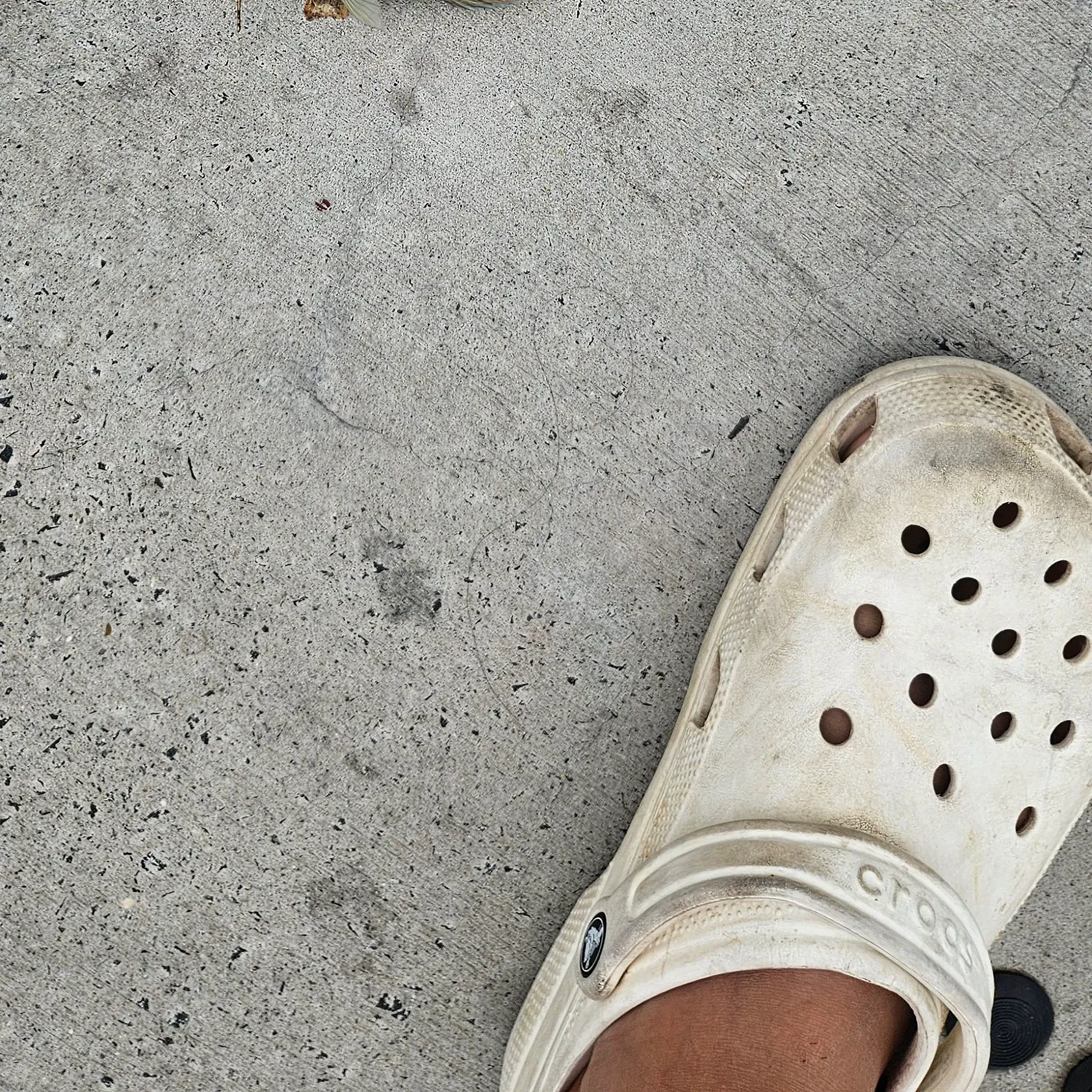 The most recent Gunther's wrasse catches on Fishbrain