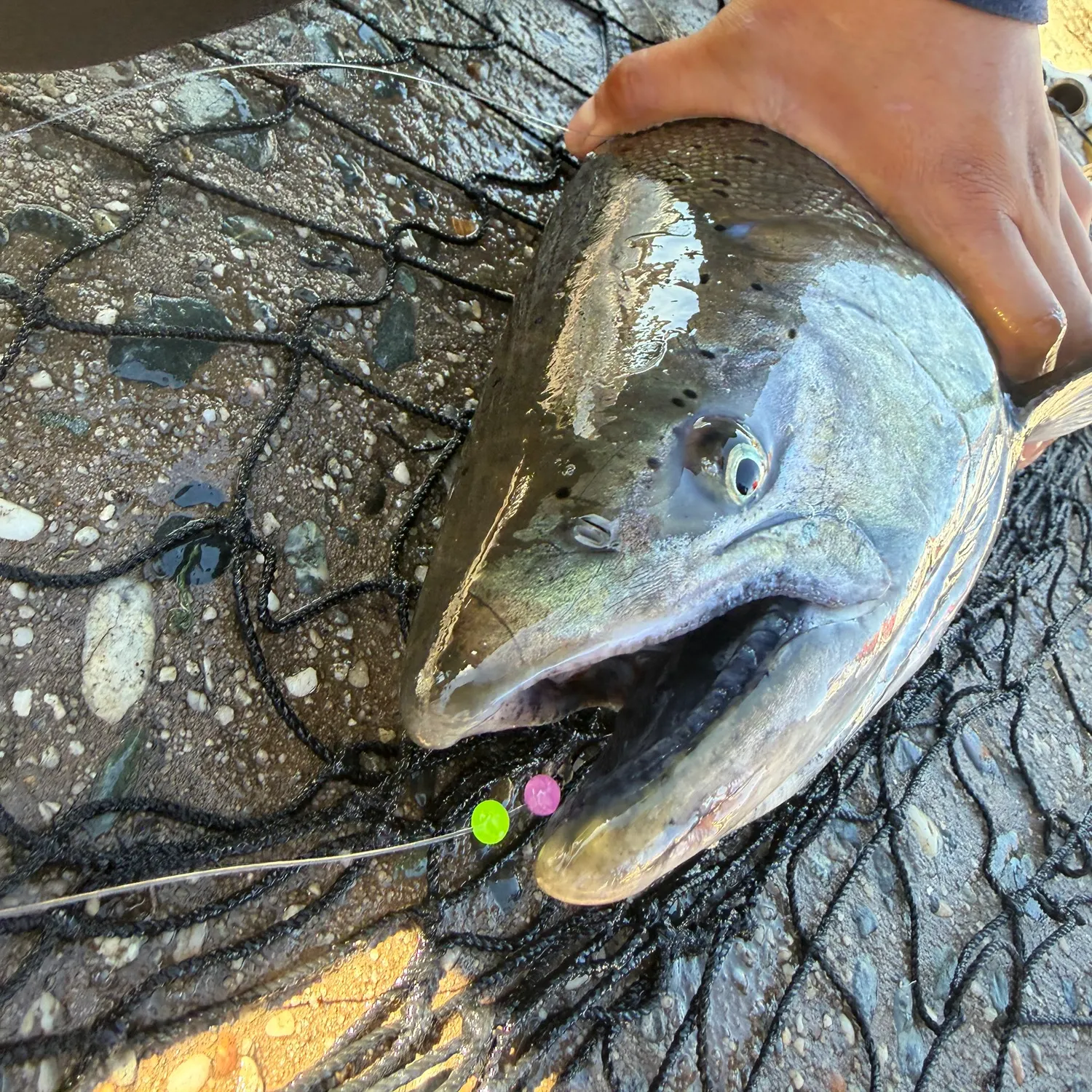 Fish caught on Fishbrain