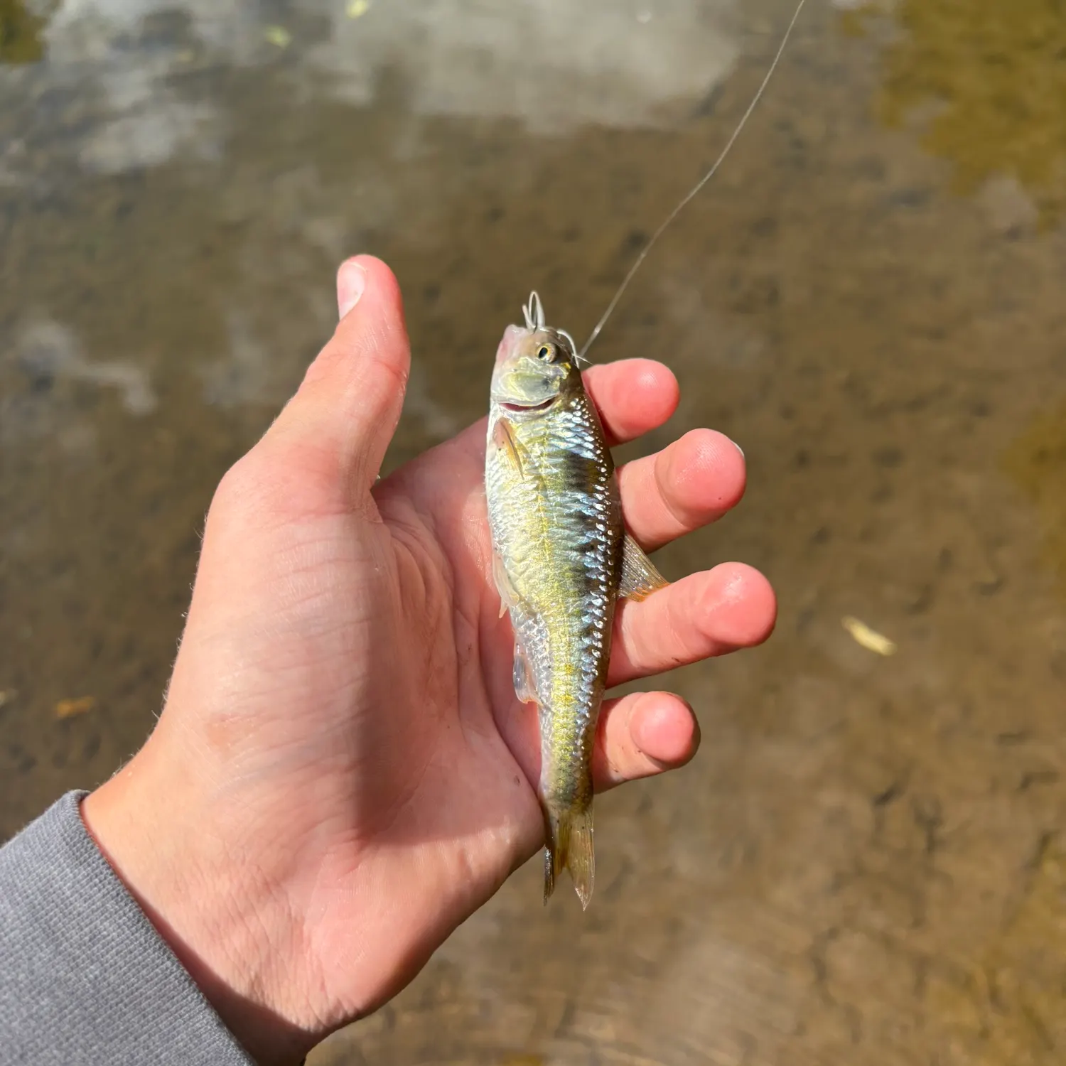 Common shiner caught on Fishbrain