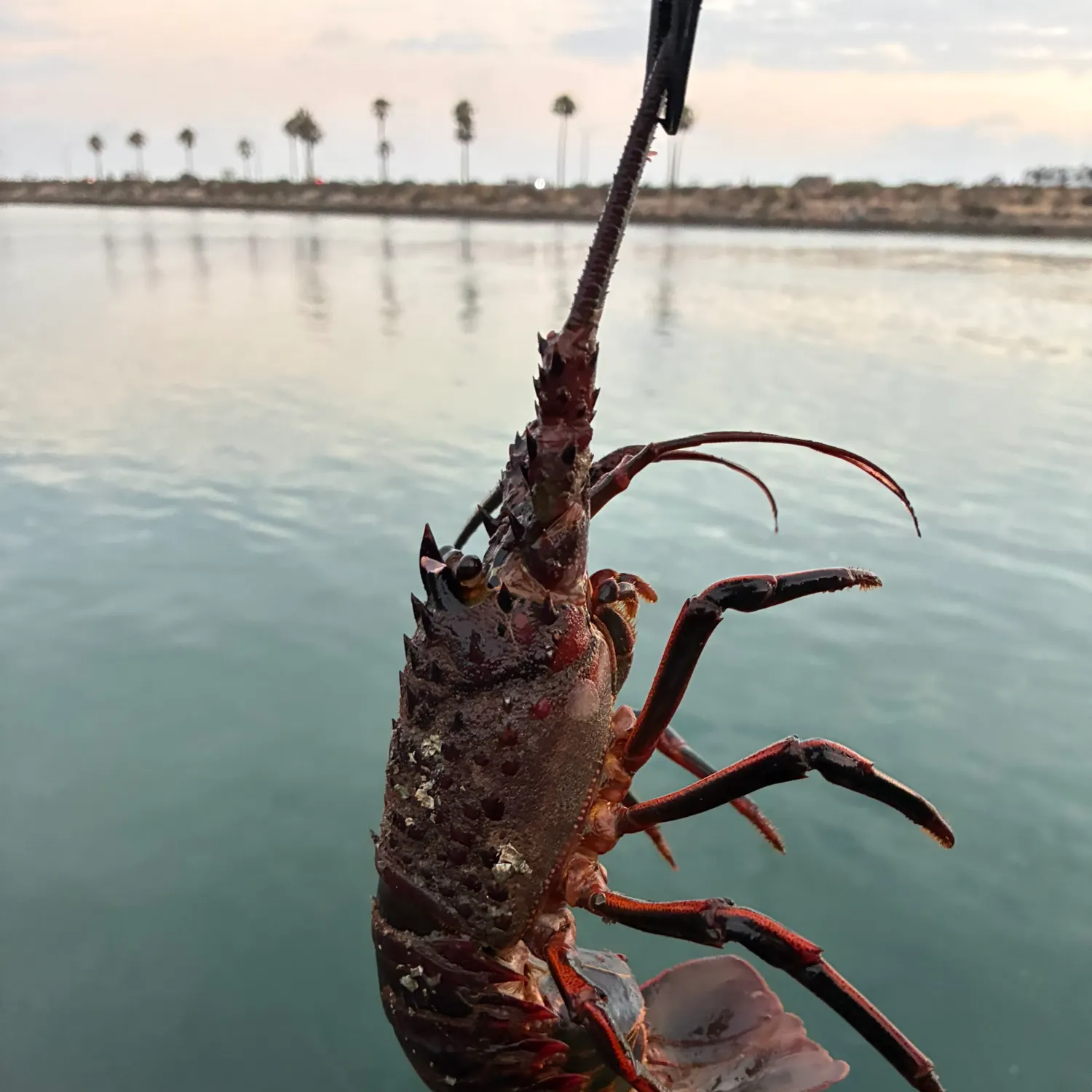The most recent California spiny lobster catches on Fishbrain