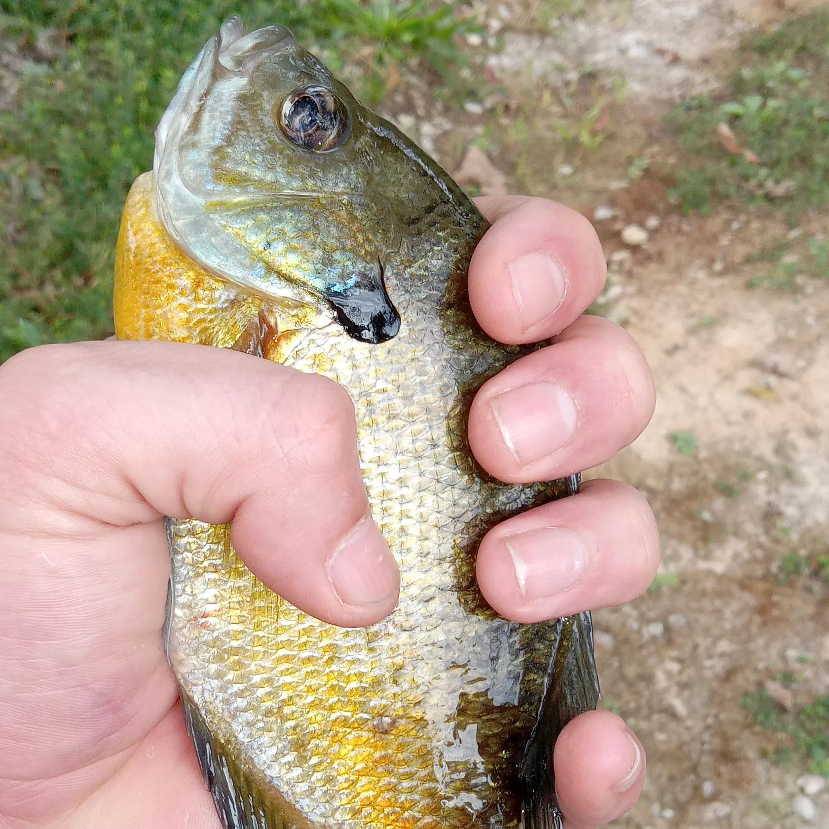 Bluegill caught on Fishbrain