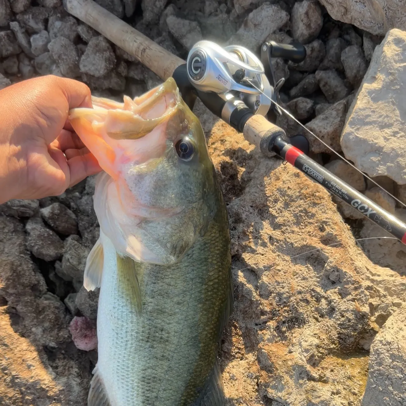 Largemouth bass caught on Fishbrain