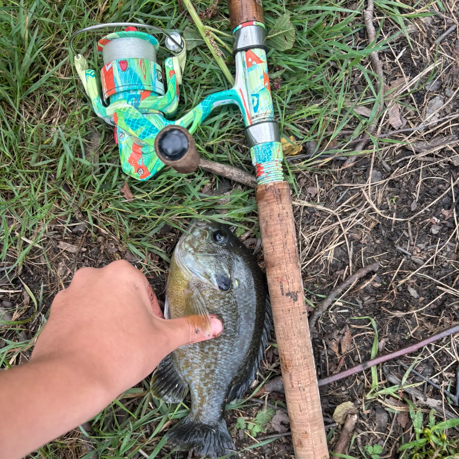 Bluegill caught on Fishbrain