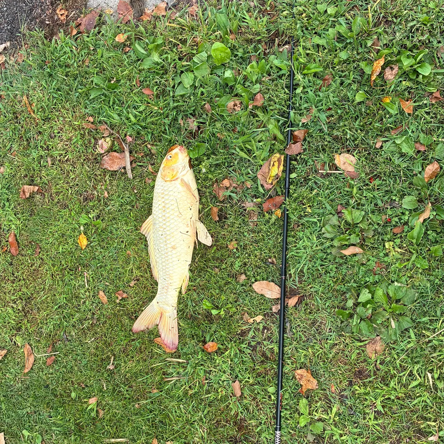 Koi carp caught on Fishbrain