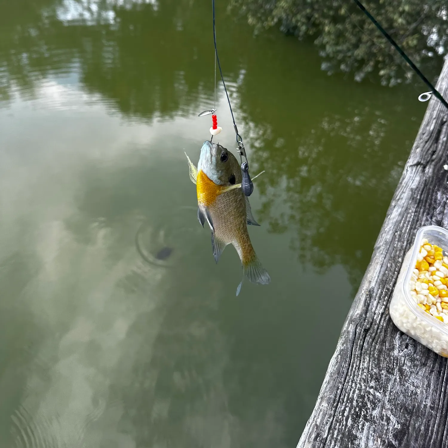 Bluegill caught on Fishbrain