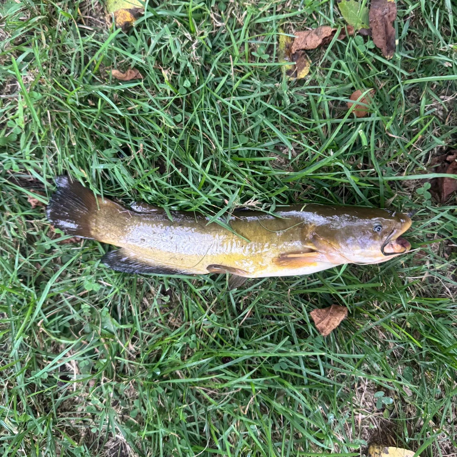 Yellow bullhead caught on Fishbrain