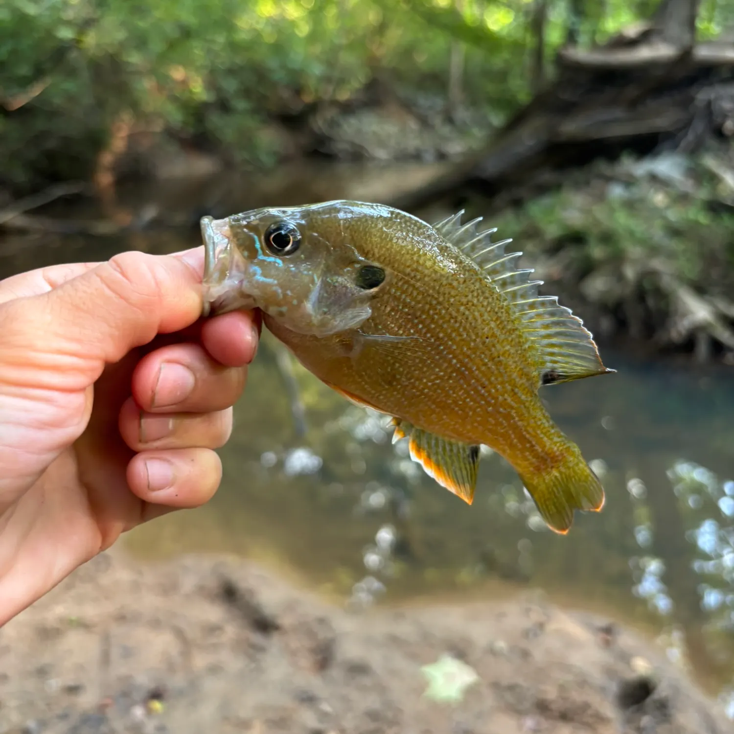 Green sunfish caught on Fishbrain