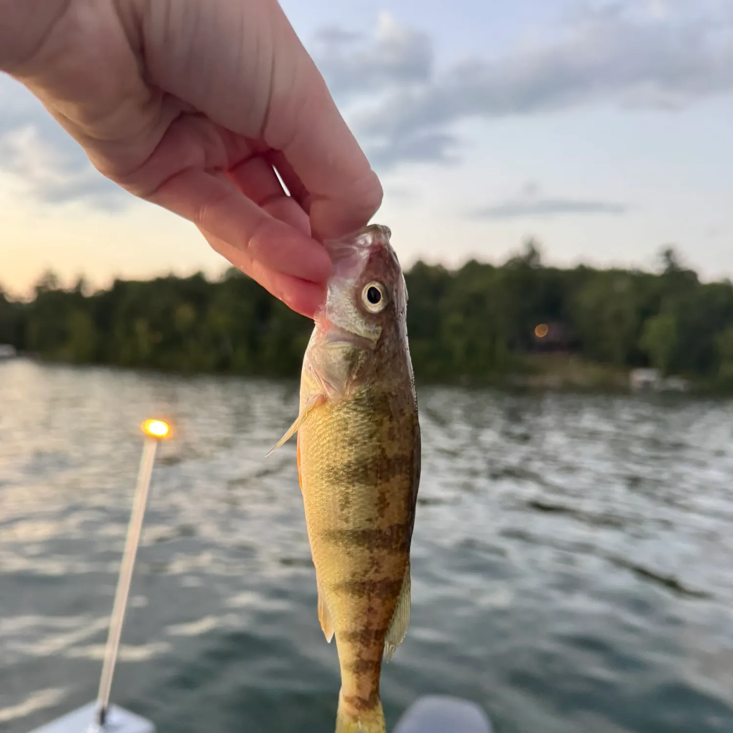 Yellow perch caught on Fishbrain