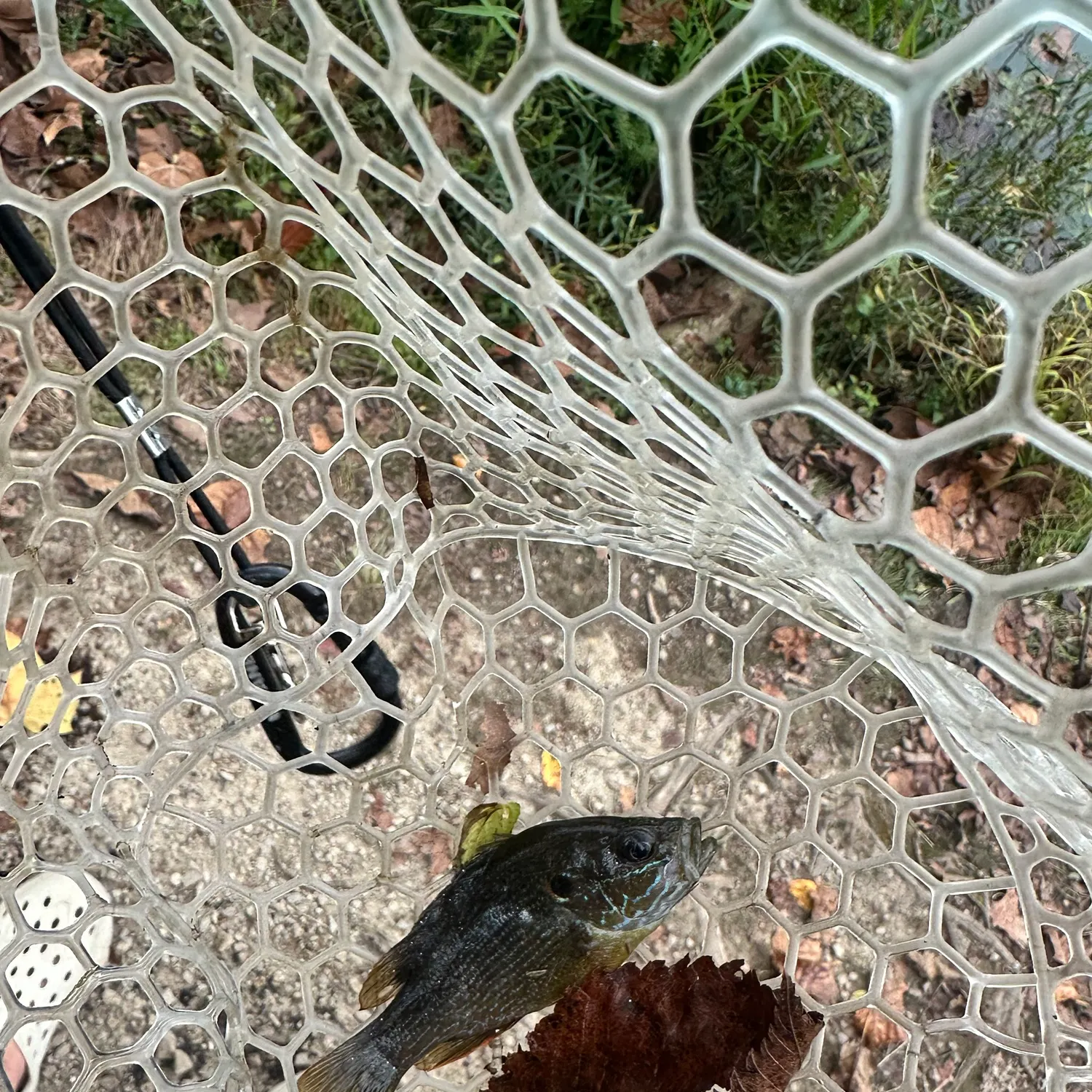 Green sunfish caught on Fishbrain