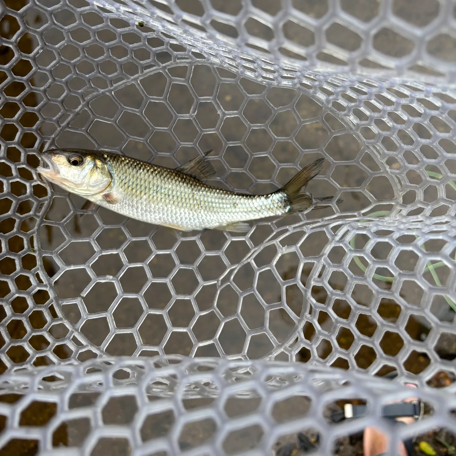 Fallfish caught on Fishbrain