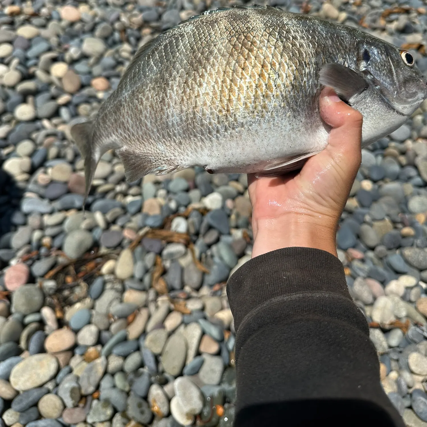 The most recent Zebra-perch sea chub catches on Fishbrain