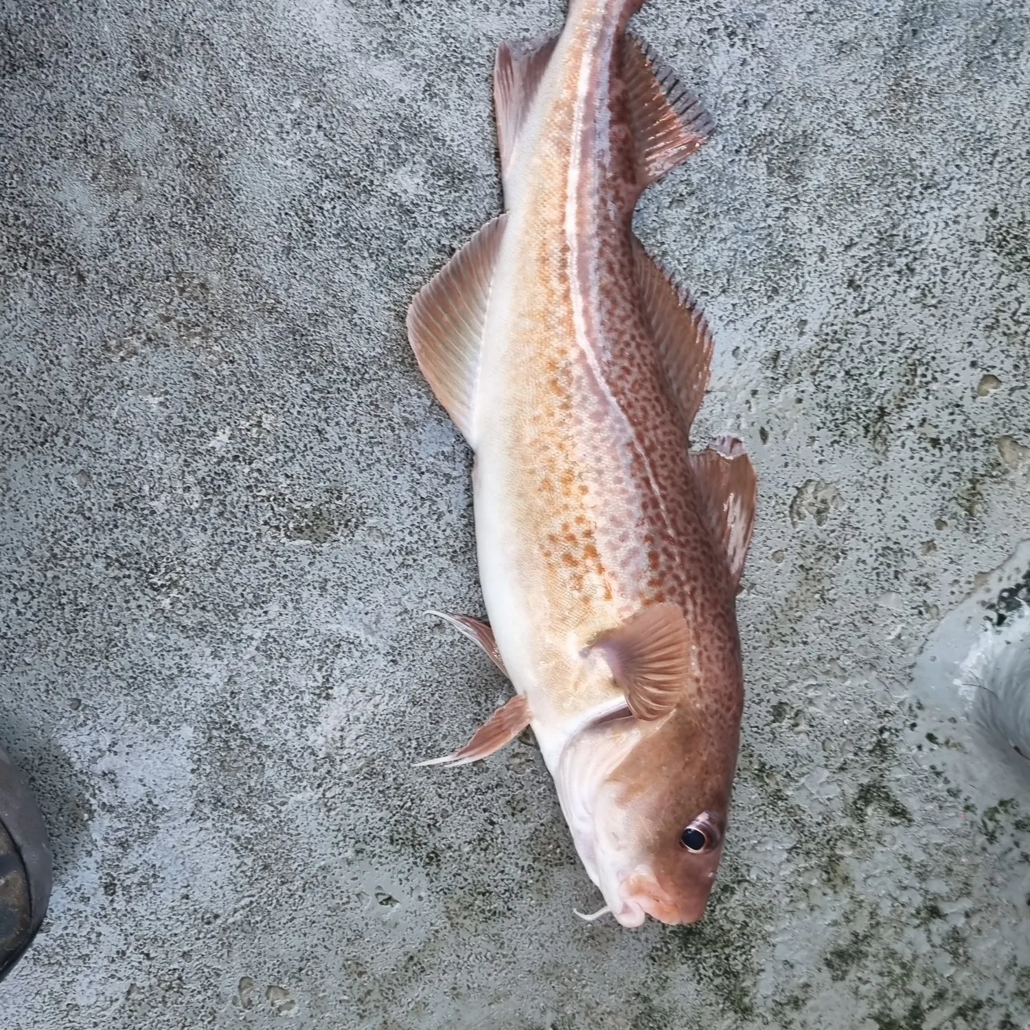 Atlantic cod caught on Fishbrain