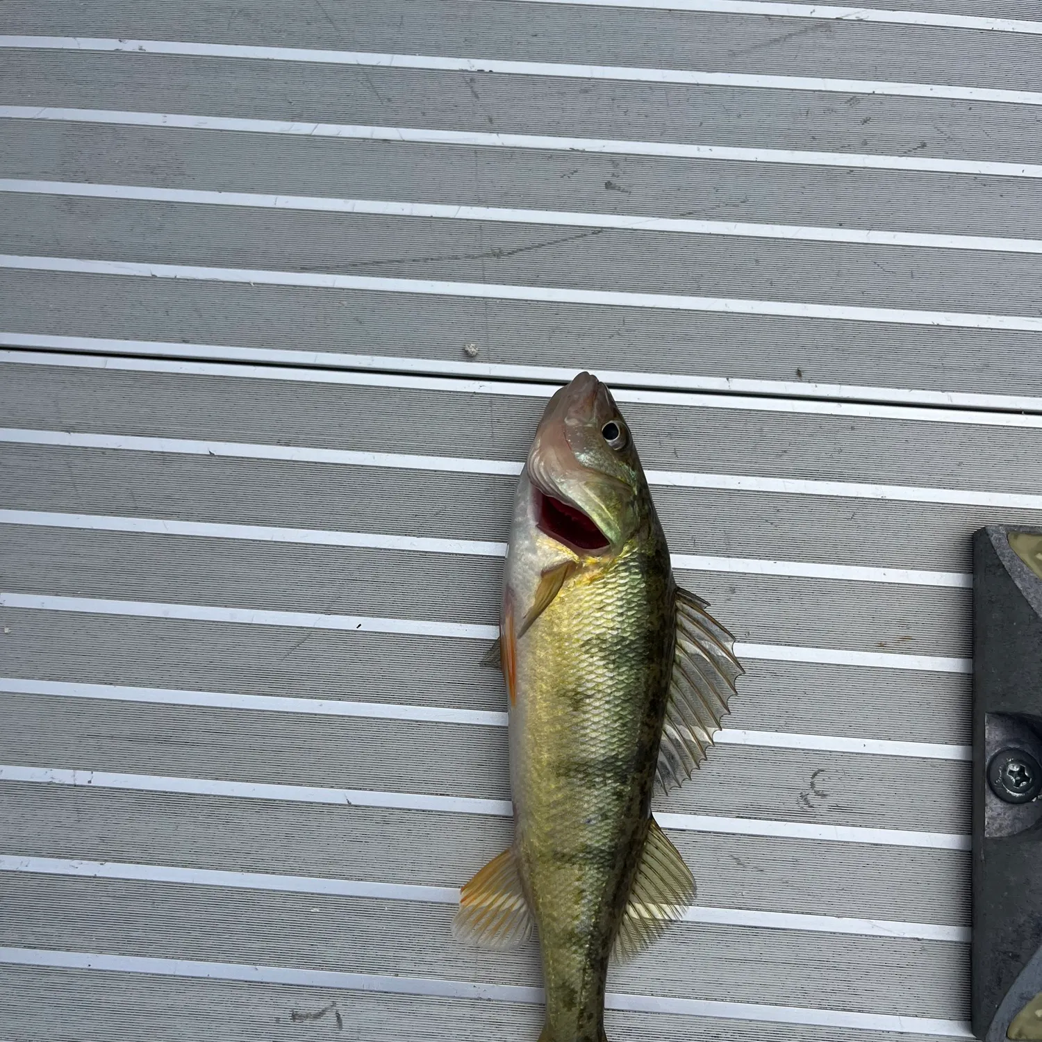 Yellow perch caught on Fishbrain