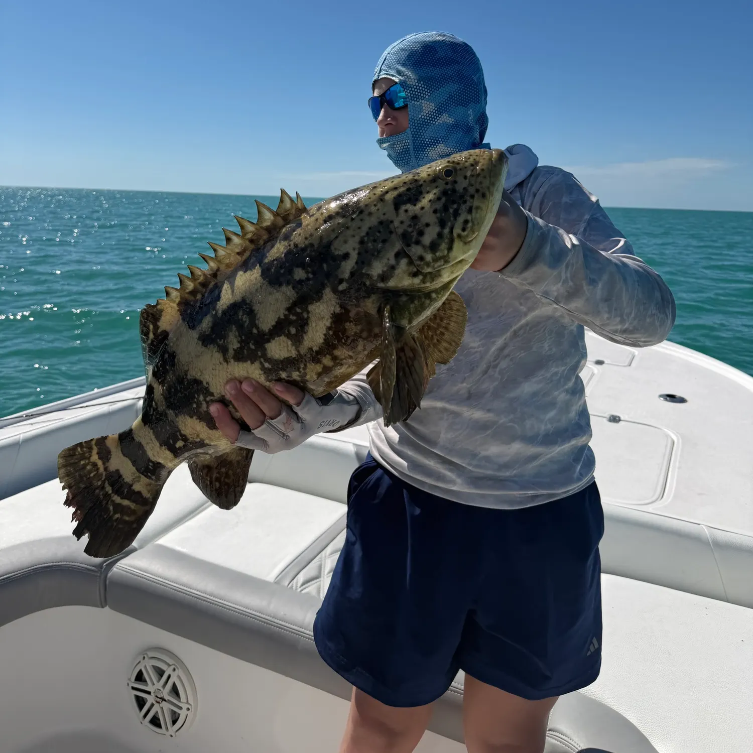 The most recent Atlantic goliath grouper catches on Fishbrain