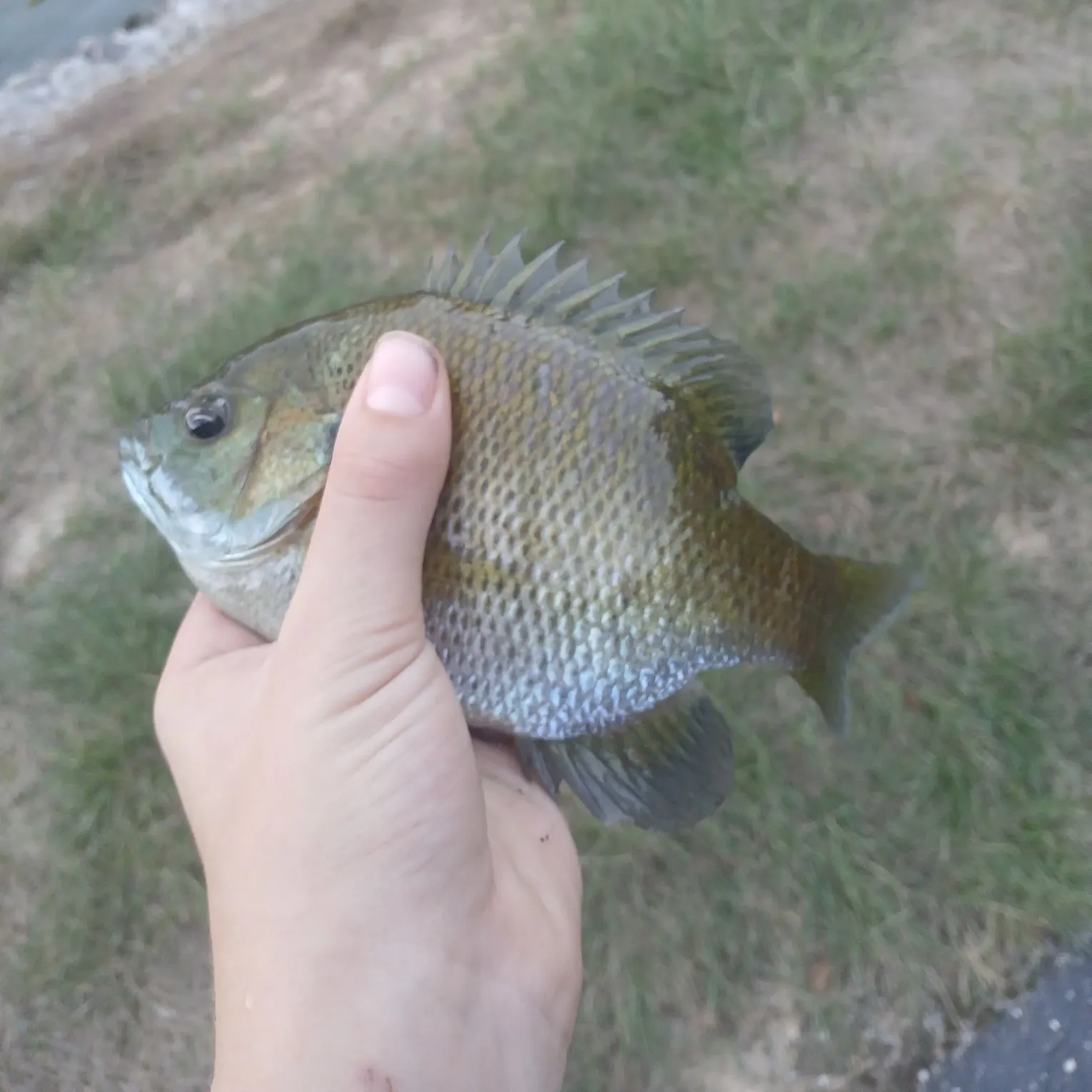 Bluegill caught on Fishbrain
