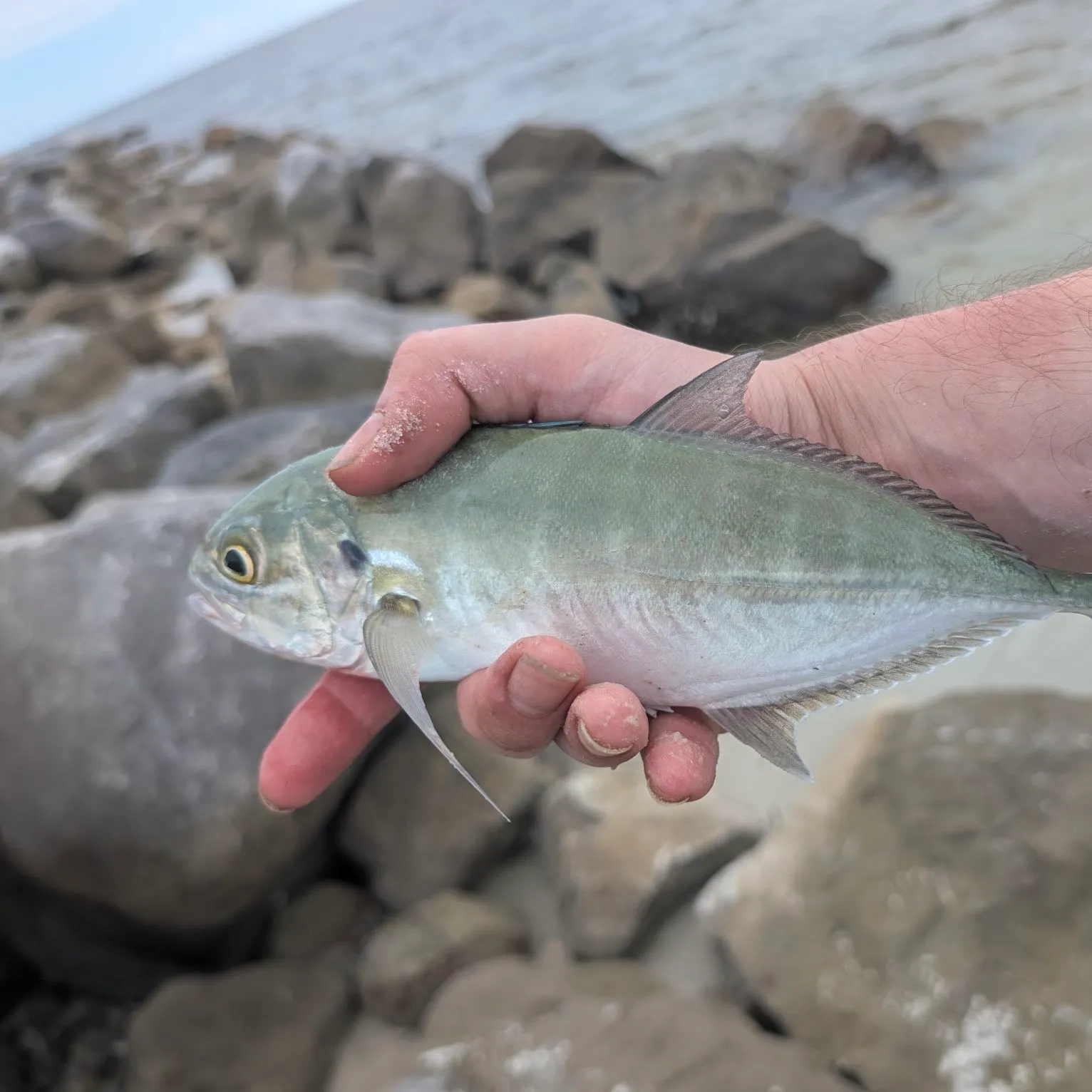 The most recent Blue runner catches on Fishbrain