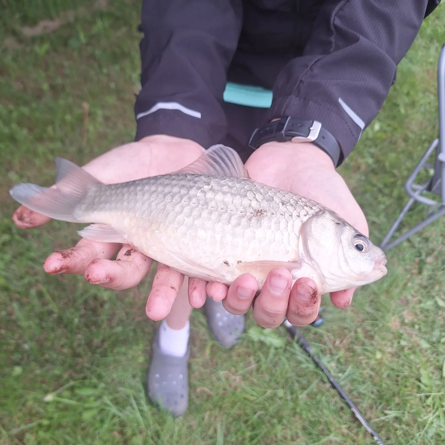 Crucian carp caught on Fishbrain