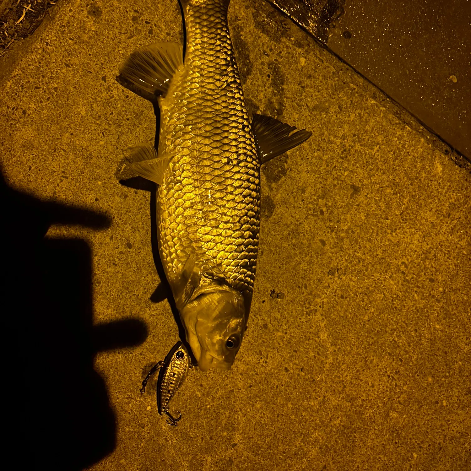 European chub caught on Fishbrain