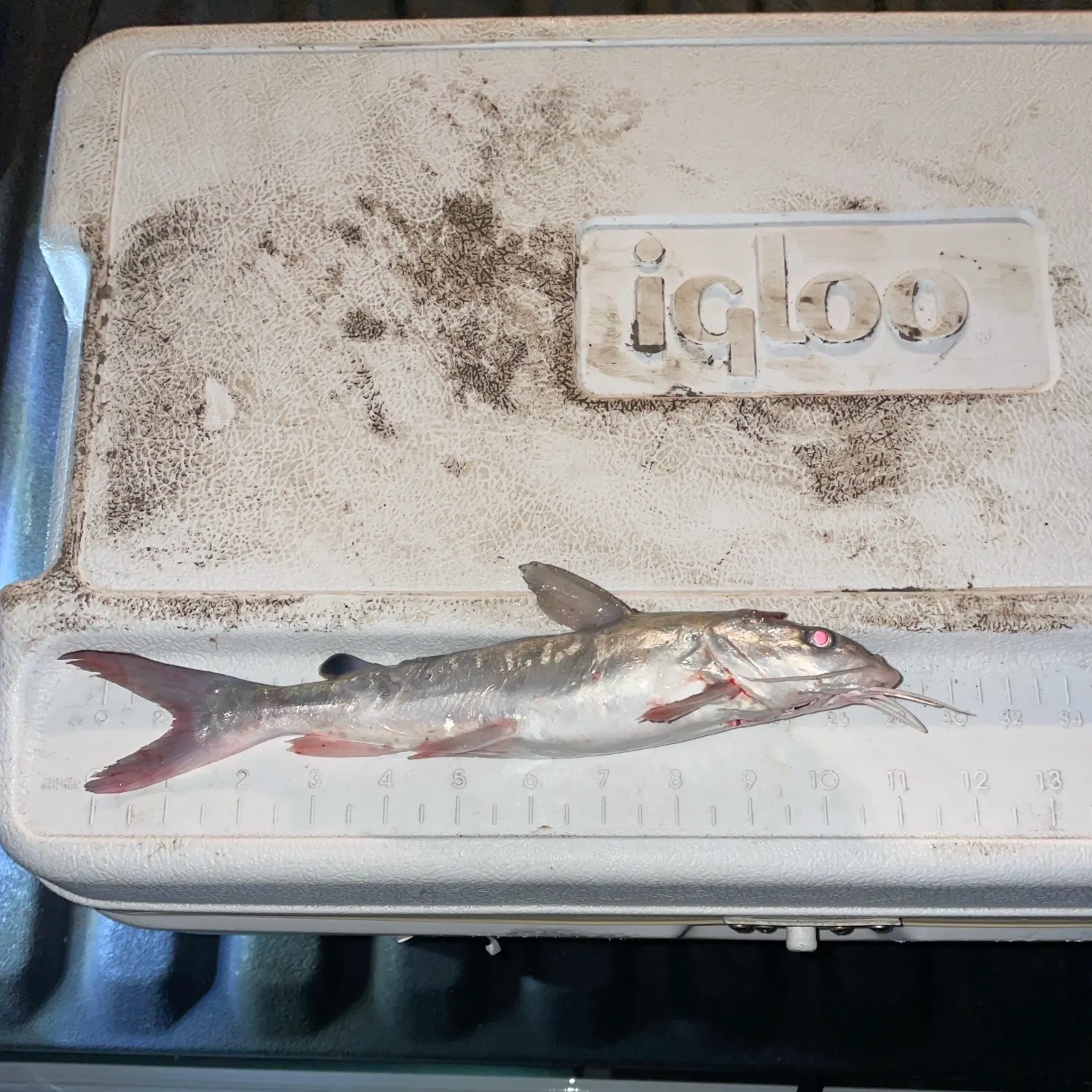 Hardhead sea catfish caught on Fishbrain
