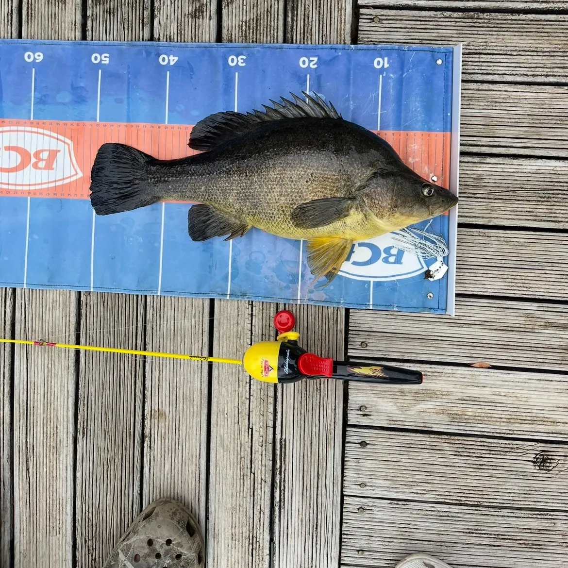 The most recent Golden perch catches on Fishbrain