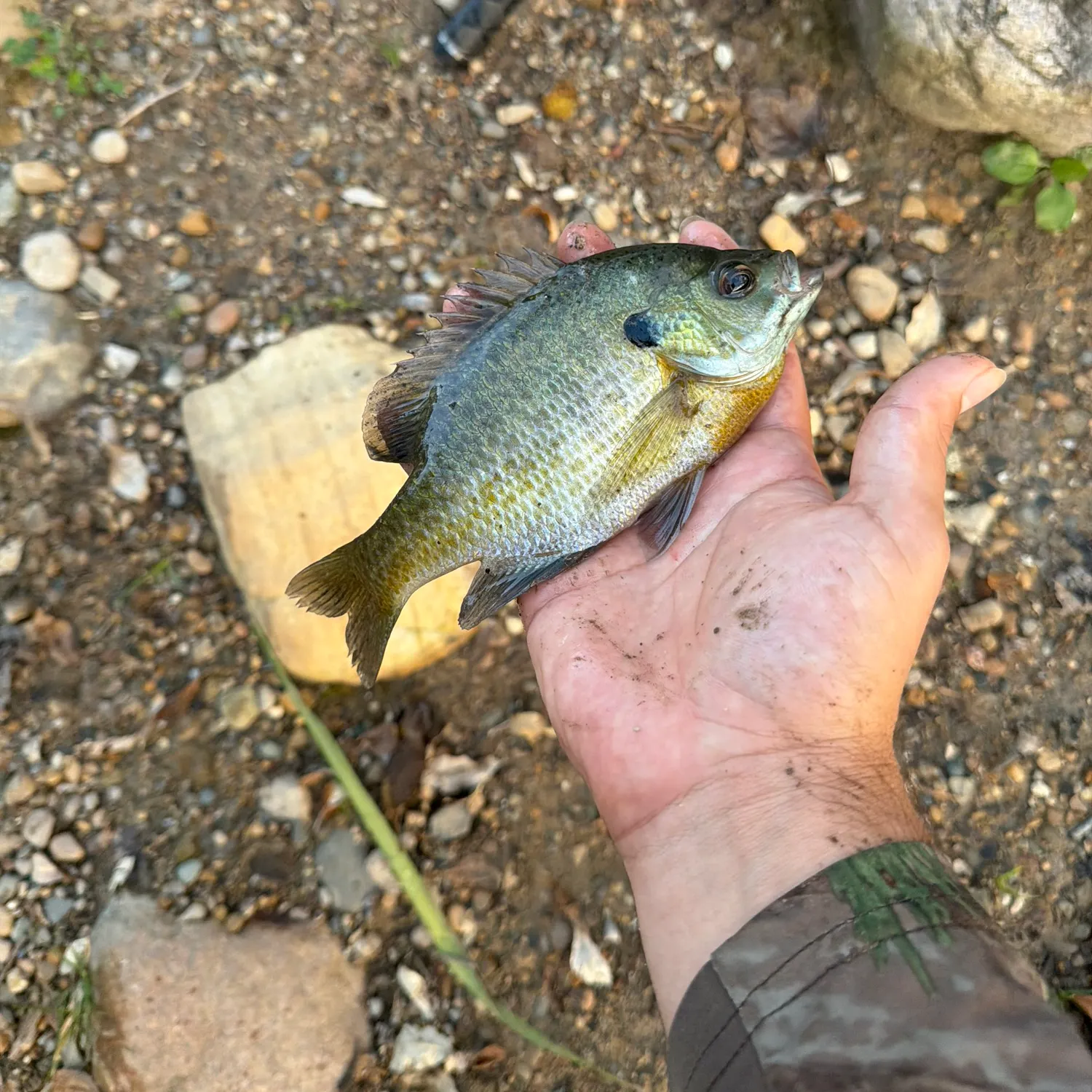 Bluegill caught on Fishbrain