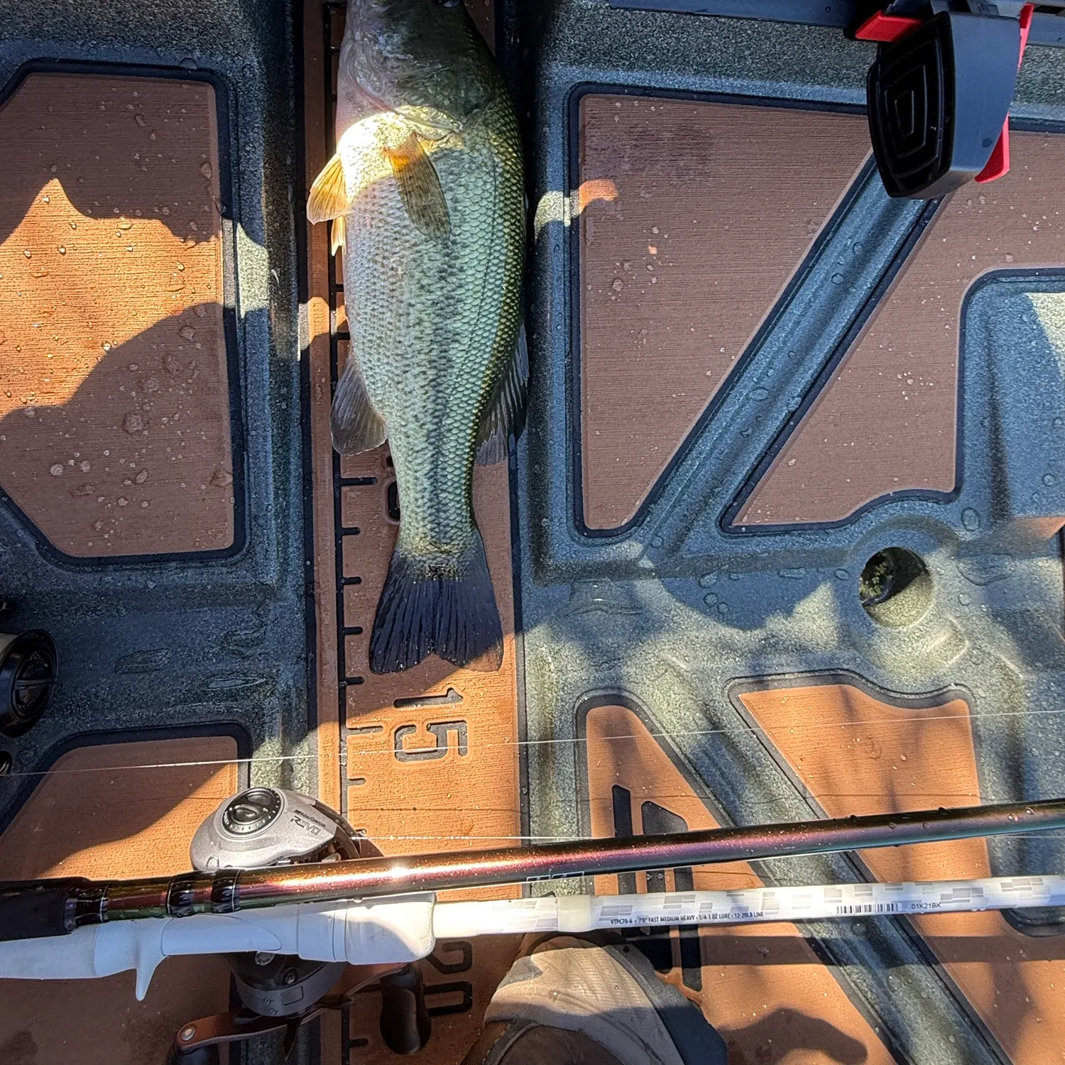 Largemouth bass caught on Fishbrain