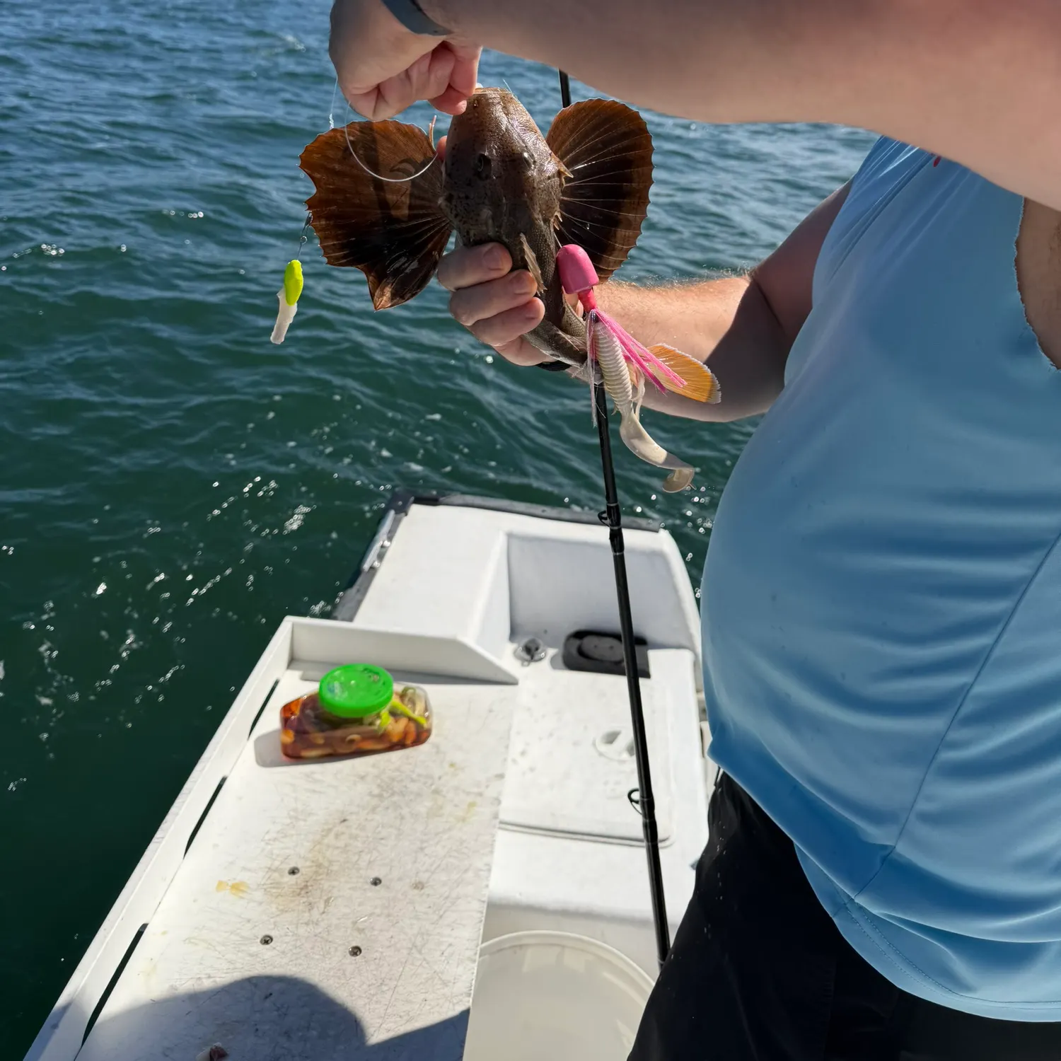 Striped searobin caught on Fishbrain