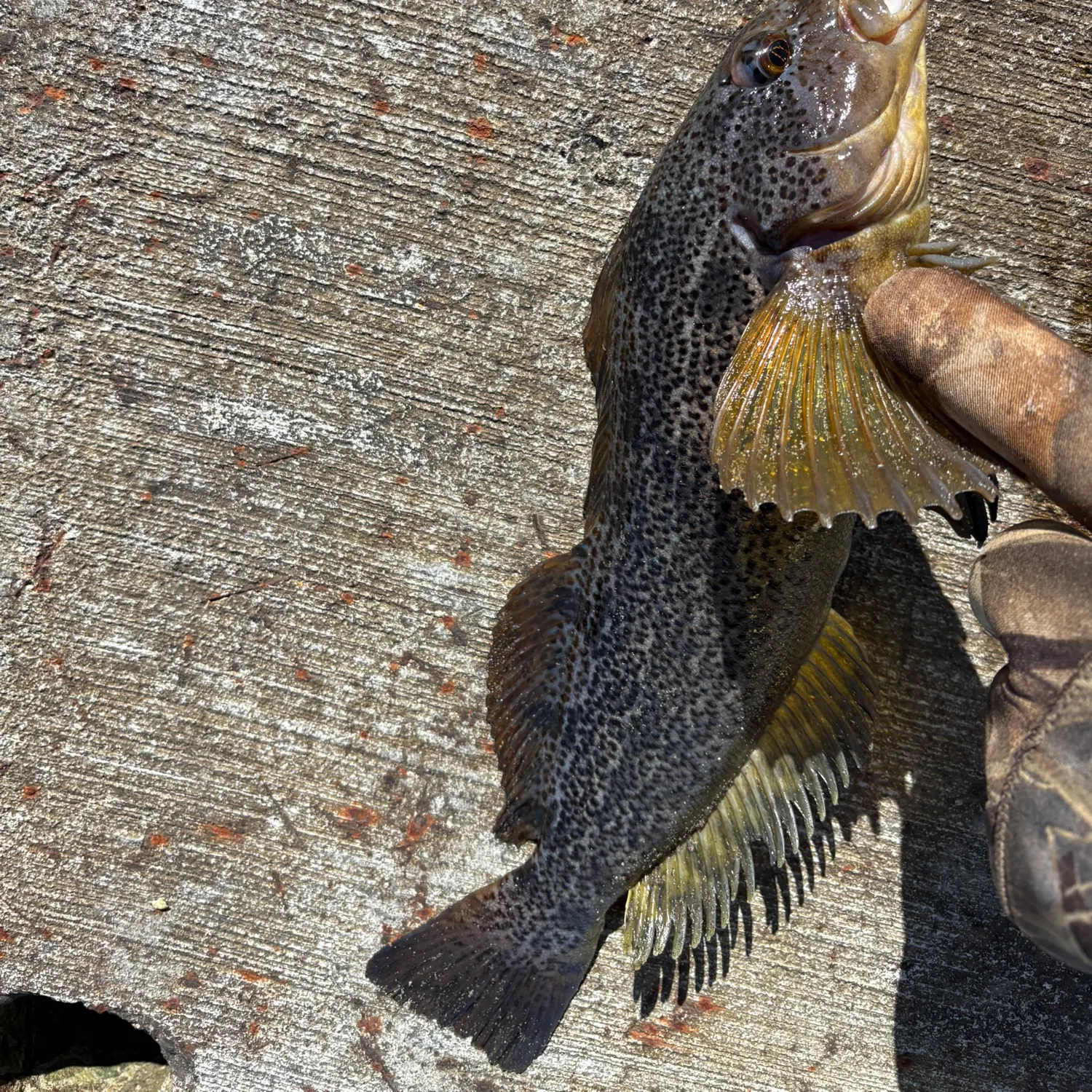 The most recent Kelp greenling catches on Fishbrain