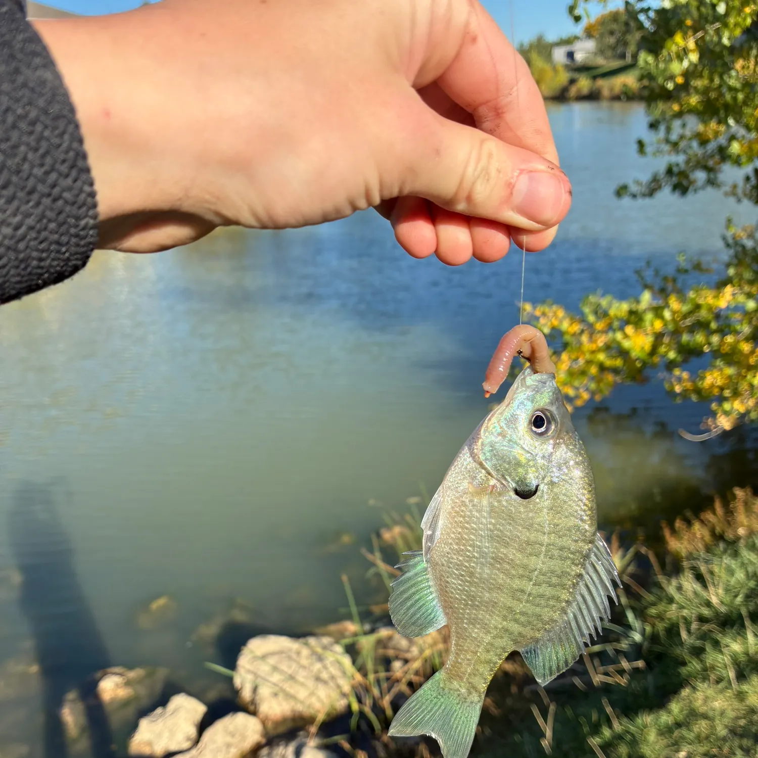 Bluegill caught on Fishbrain