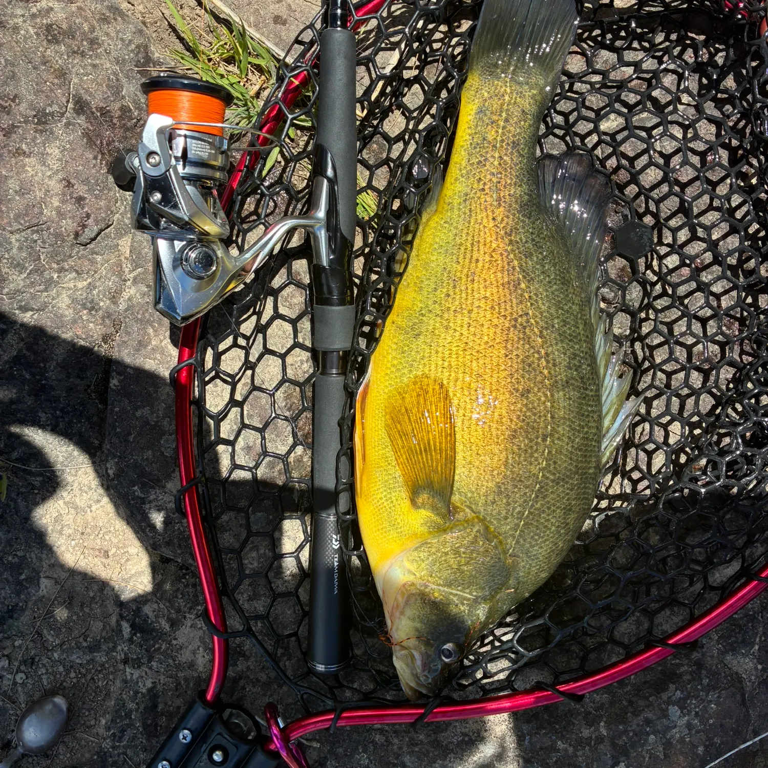 The most recent Golden perch catches on Fishbrain