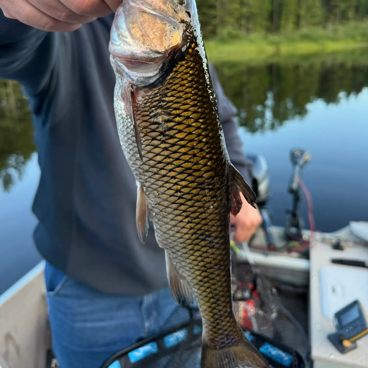 Fallfish caught on Fishbrain