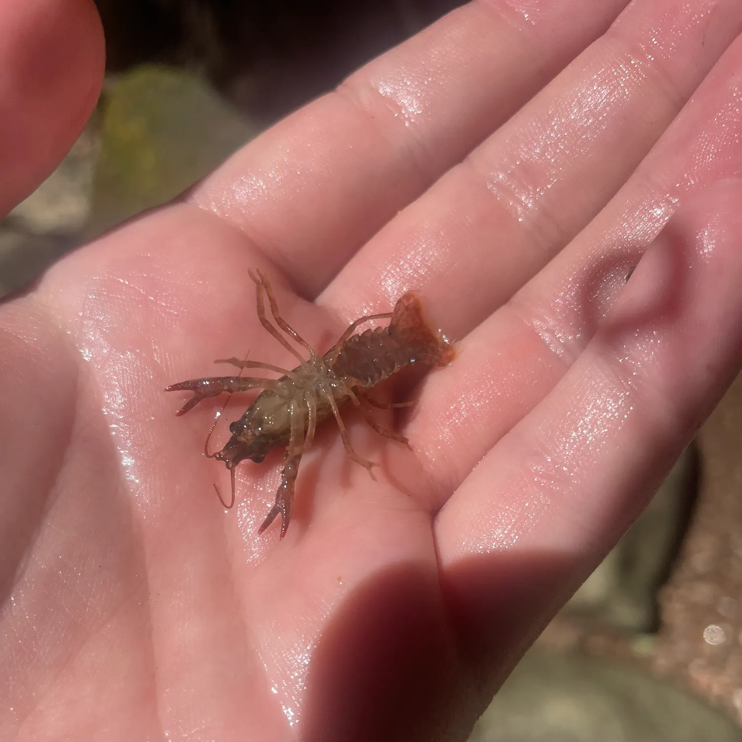 Northern clearwater crayfish caught on Fishbrain