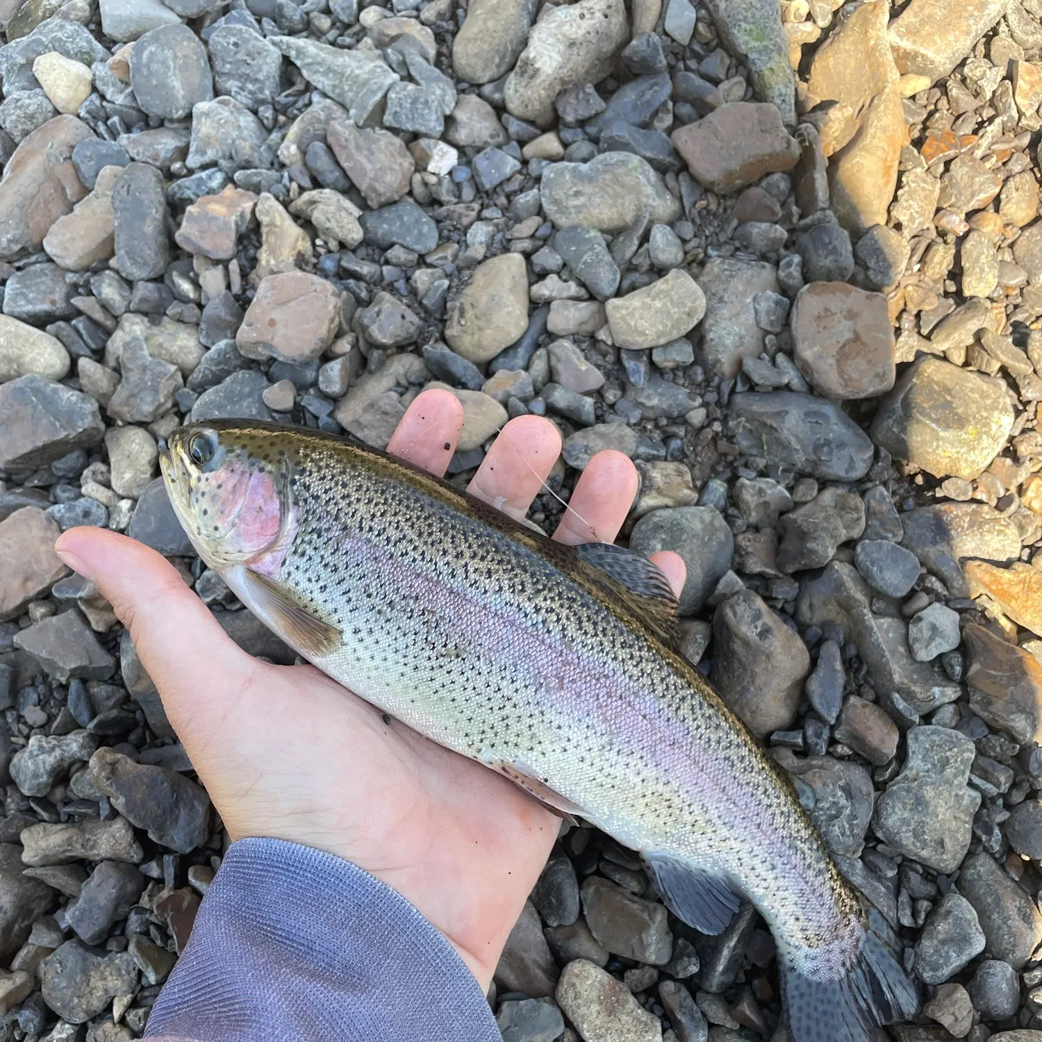 Rainbow trout caught on Fishbrain