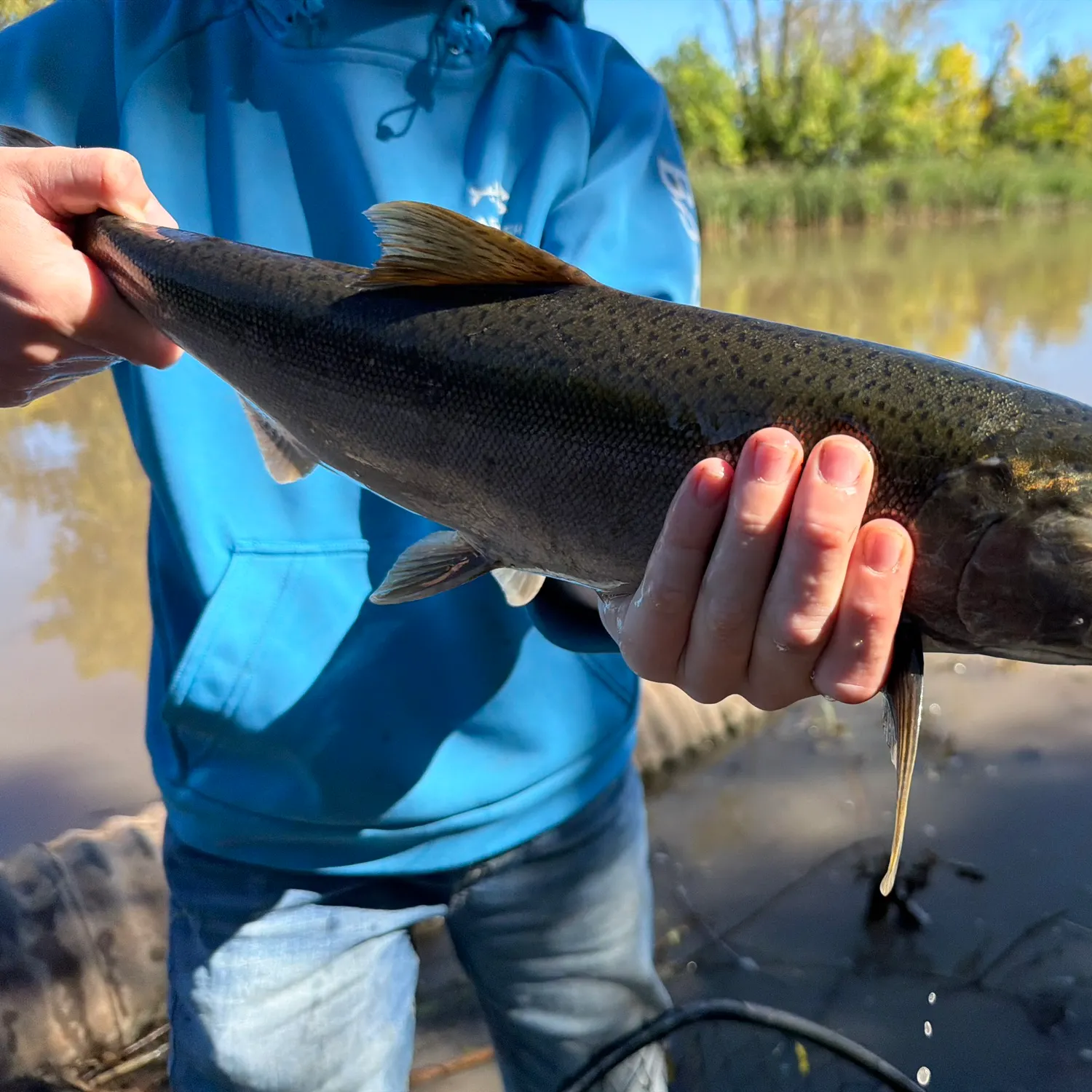 Coho salmon caught on Fishbrain