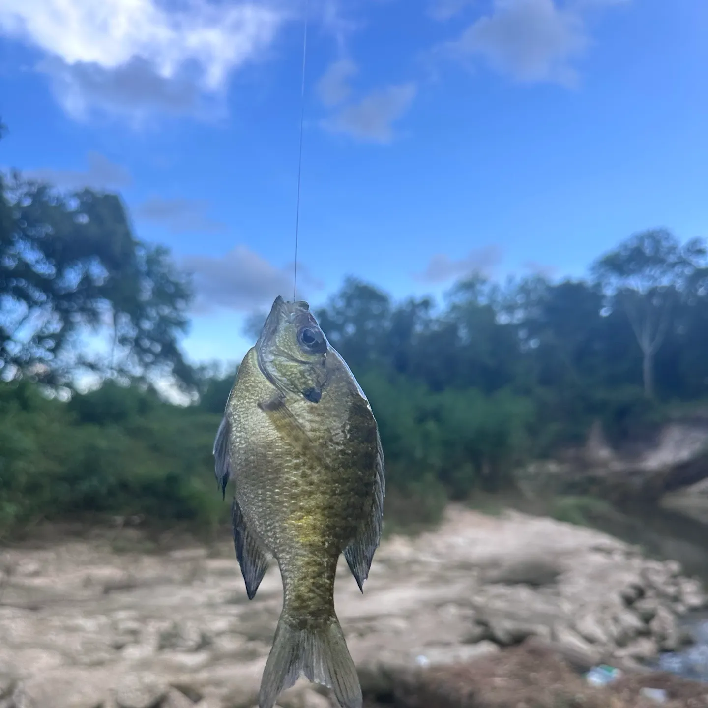 Bluegill caught on Fishbrain