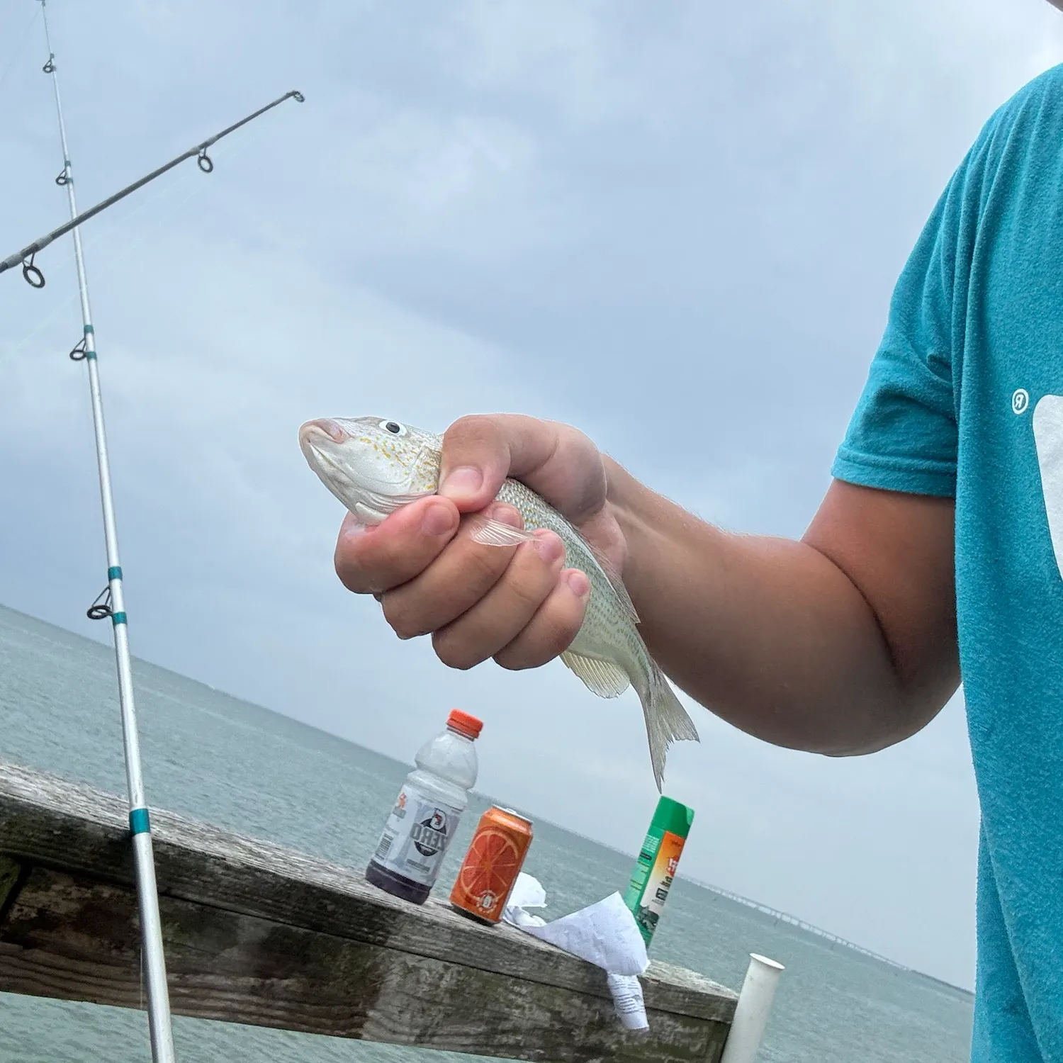 Atlantic croaker caught on Fishbrain