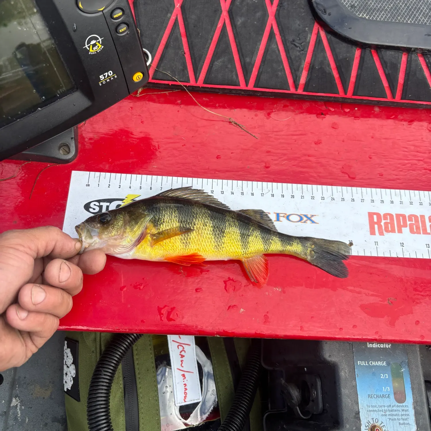Yellow perch caught on Fishbrain