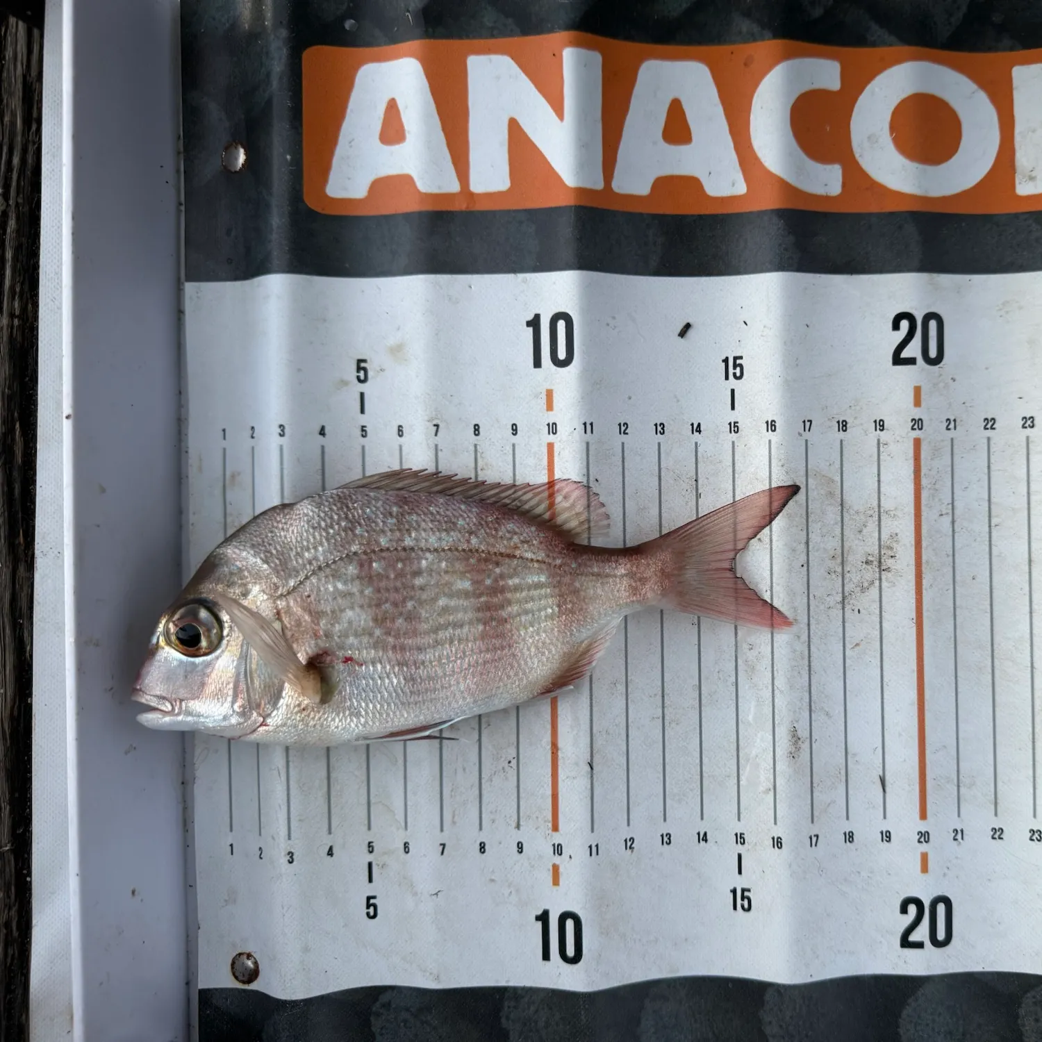 The most recent Australasian snapper catches on Fishbrain
