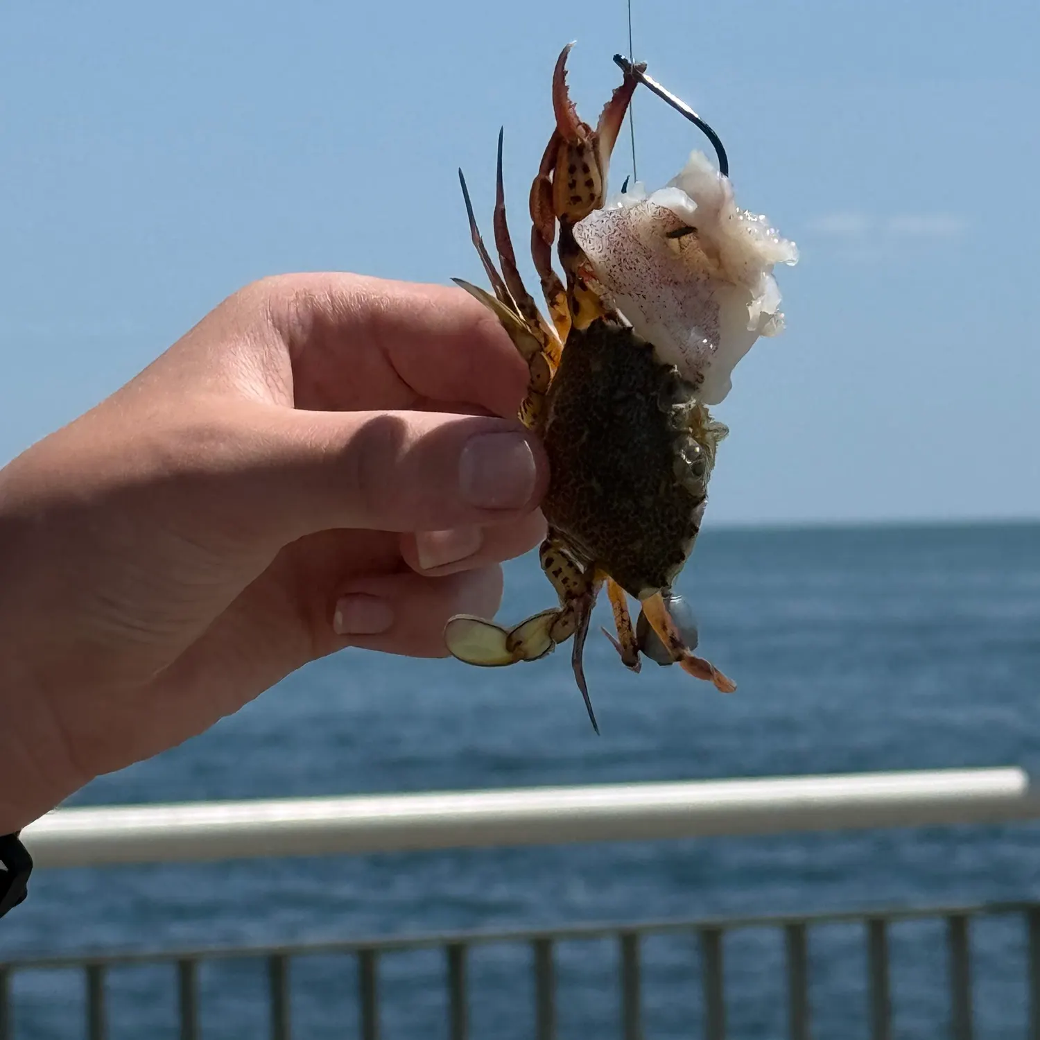 The most recent Portly spider crab catches on Fishbrain