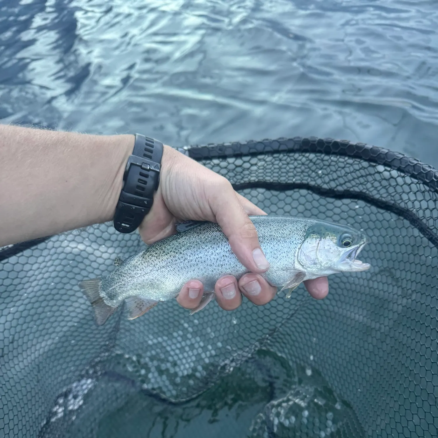 Cutbow caught on Fishbrain