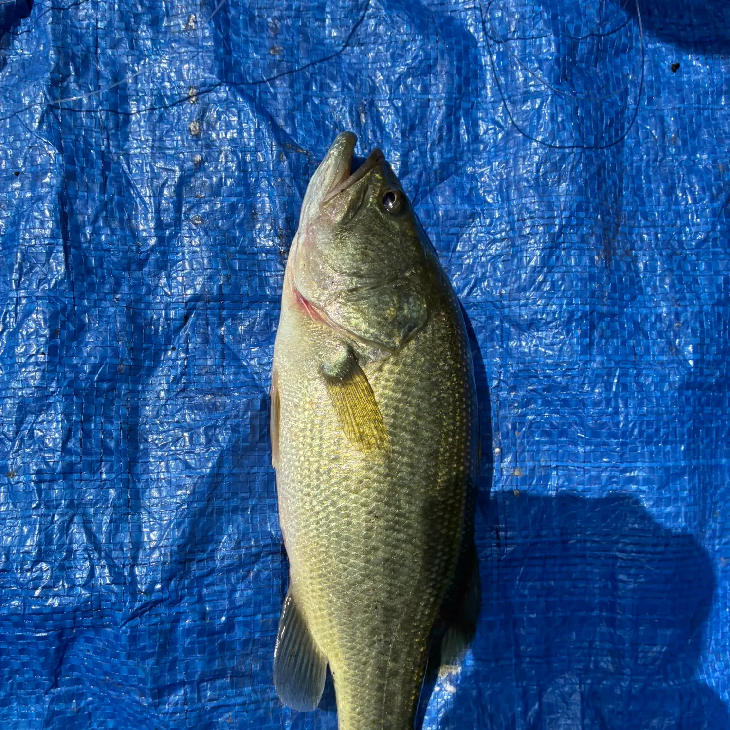 Fish caught on Fishbrain