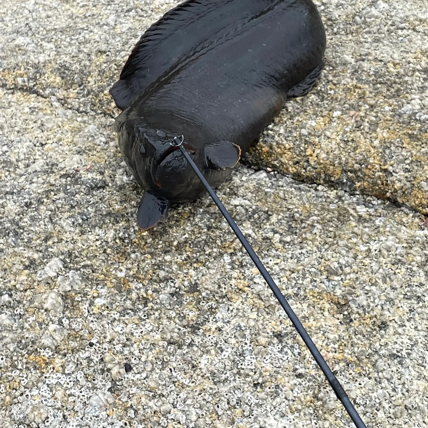 The most recent Monkeyface prickleback catches on Fishbrain
