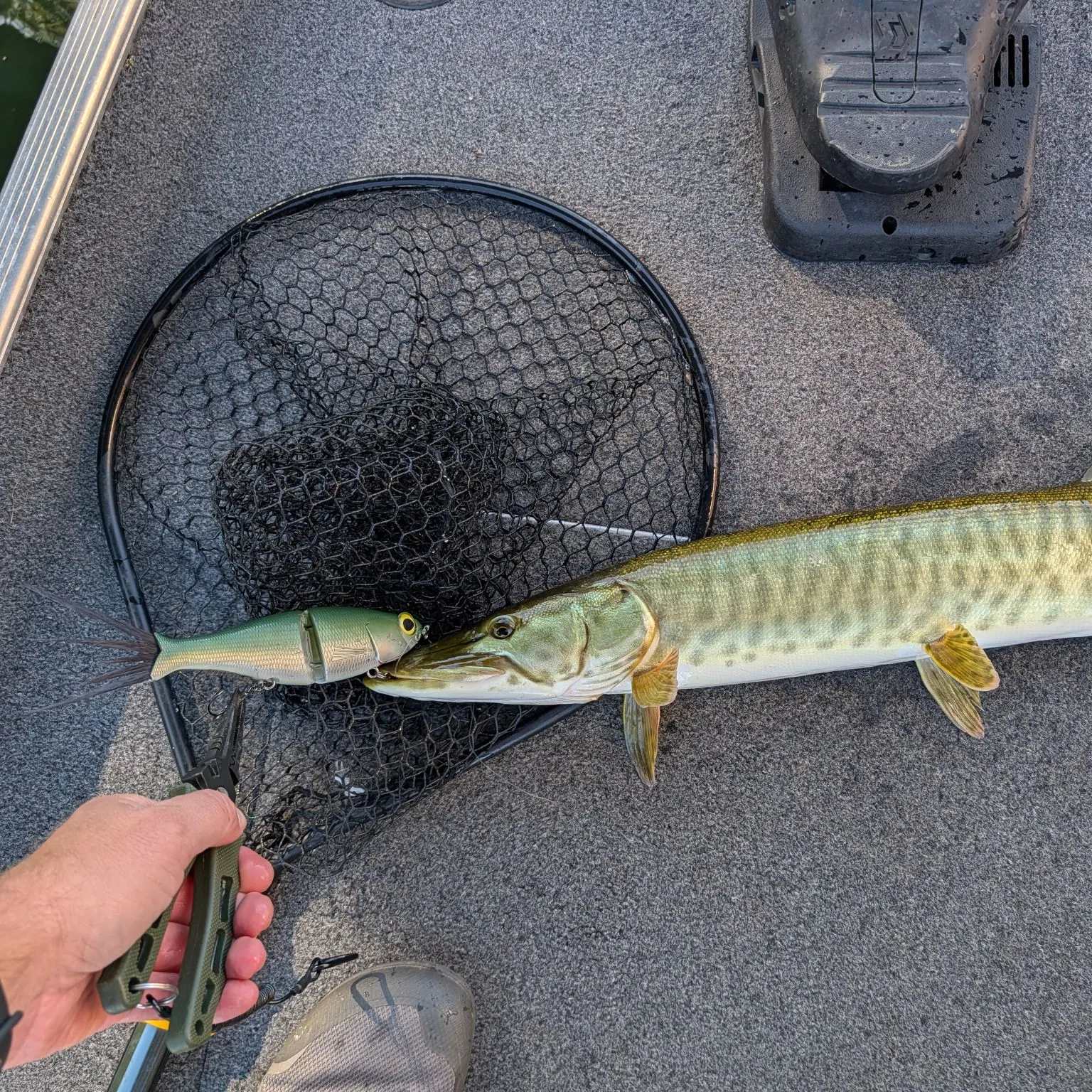 Muskie caught on Fishbrain