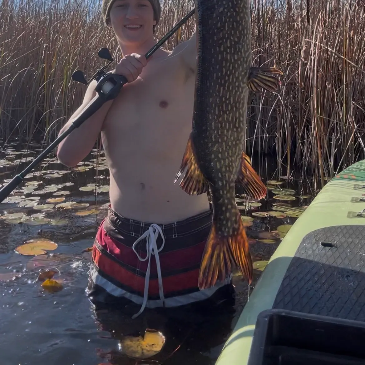 Northern pike caught on Fishbrain