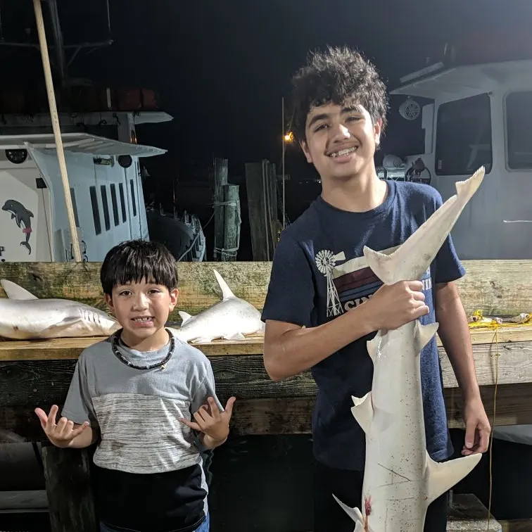 The most recent Bonnethead shark catches on Fishbrain