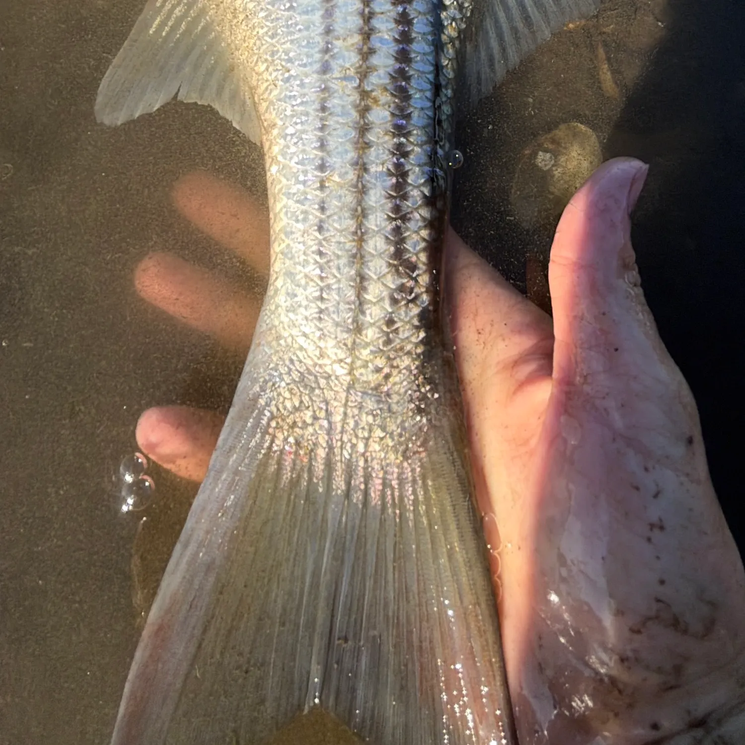 Striped bass caught on Fishbrain